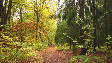 relaxing walk in colorful forest in fall season of european landscape