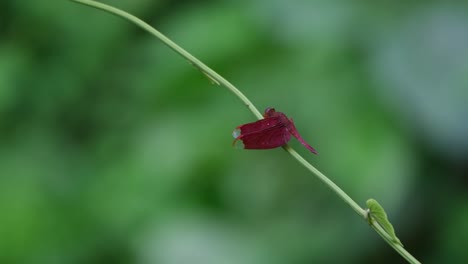 visto encaramado en un tallo en movimiento mientras descansa, el planeador de pantano carmesí trithemis aurora, tailandia