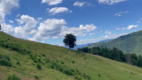 mountain meadow landscape