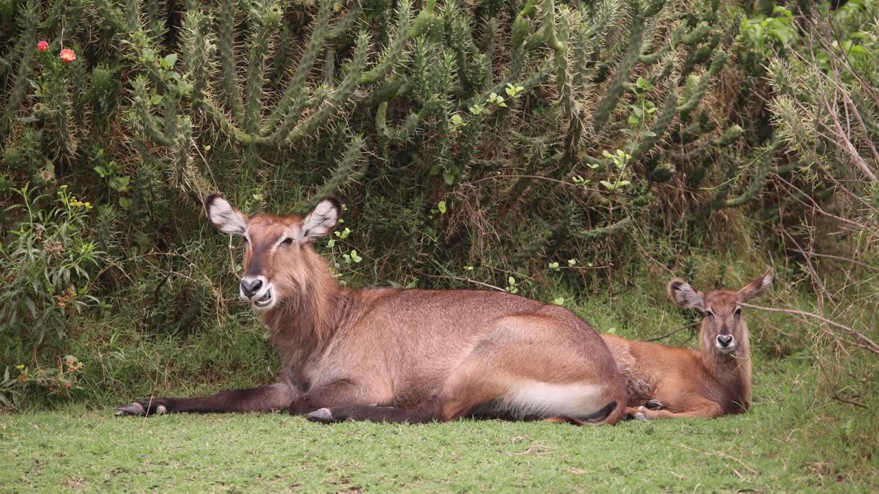 Two waterbucks resting on grassy ground near dense vegetation.