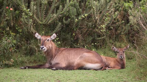 two waterbucks resting on grassy ground near dense vegetation.