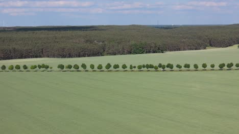 Luftaufnahme-Einer-Grünen-Wiese-Mit-Einer-Reihe-Von-Bäumen-In-Der-Ferne