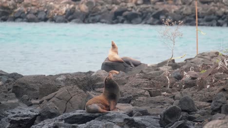 galapagos sea lions resting on the rocky shore of san cristobal island in ecuador