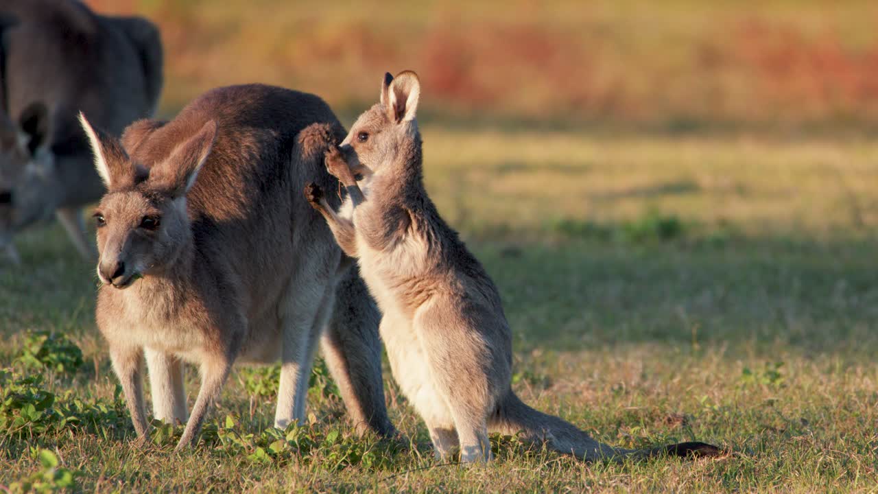 A kangaroo joey stands upright and interacts playfully with an adult kangaroo grazing on grass in warm sunset light, Gold Coast, Australia