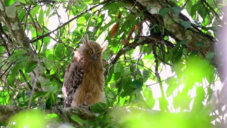 the buffy fish owl is a big owl and yet the smallest among the four fish owls