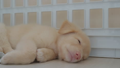 close-up view of beautiful puppy dog