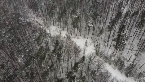 Drone-Está-Volando-Sobre-Algunos-árboles-En-El-Bosque