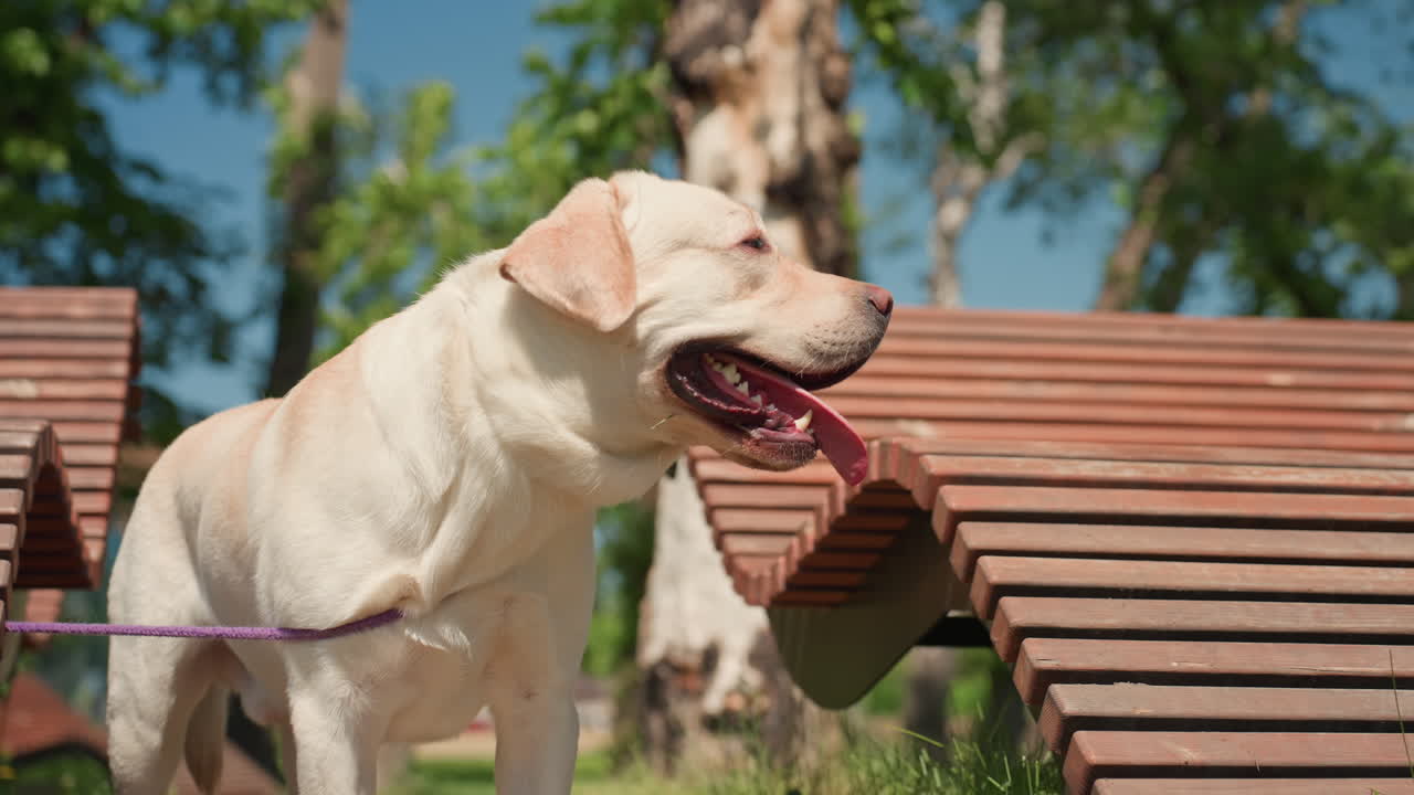 강아지가 공원을 즐기고 있어요. 래브라도와 사람이 햇볕이 잘 드는 공원에서 휴식을 취하고 있어요. 강아지와 주인이 활기 넘치는 공원 환경 속에서 평화롭게 쉬고 있어요. 강아지와 주인이 활기찬 공원 풍경에 둘러싸여 평화로운 휴식을 취하고 있어요.
