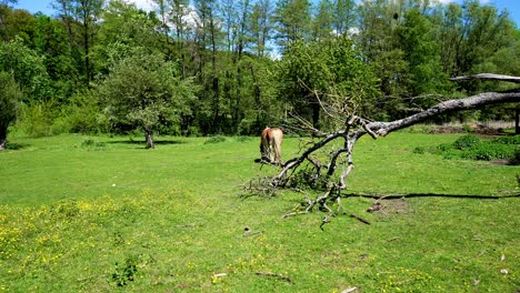 Pasto-De-Hierba-Verde-Con-Un-Caballo-Haflinger-Solo-Comiendo,-Rodeado-De-árboles-Y-Un-Cielo-Azul-Con-Pocas-Nubes