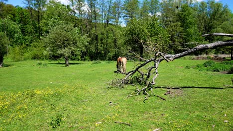 green grass pasture with a haflinger horse on it just eating, surrounded by trees and a blue sky with few clouds