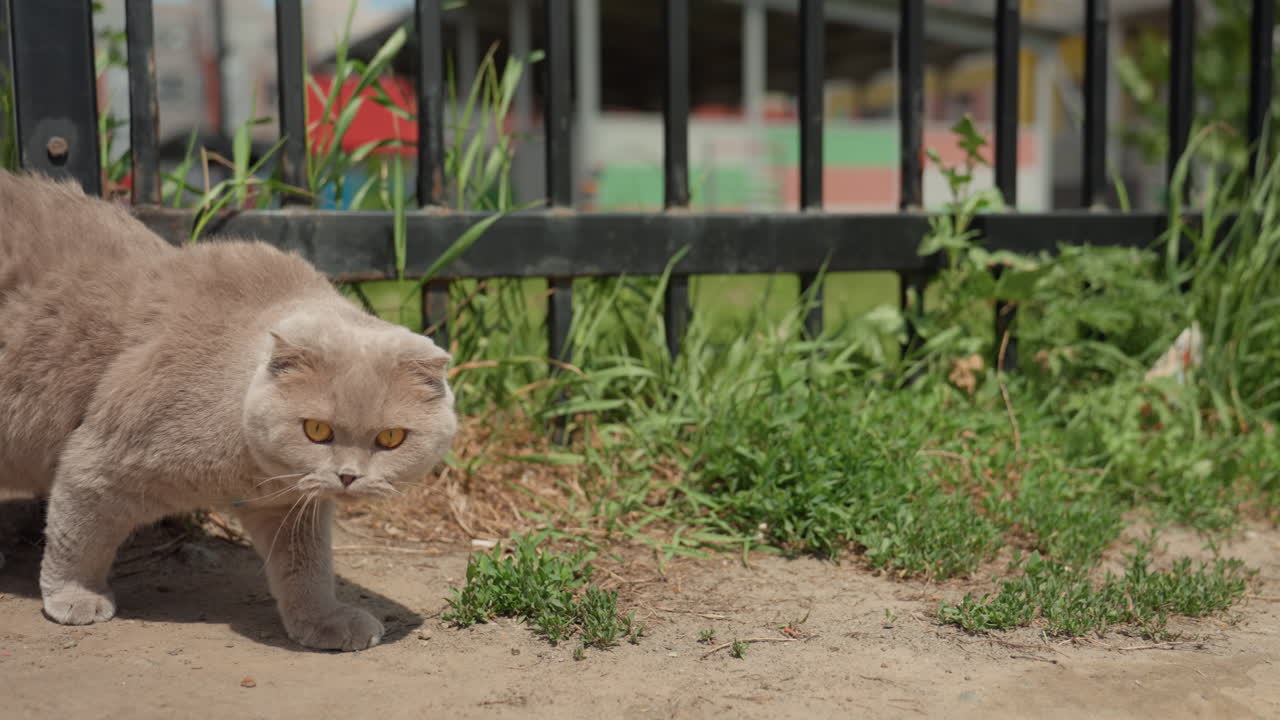 Bold City Feline, Independent Feline Navigates Busy Urban Landscape Confidently, Confident And Autonomous City Dweller Prowls And Investigates Lively Urban Surroundings With Keen Interest