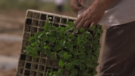 growing vegetables in green houses and drip irrigation