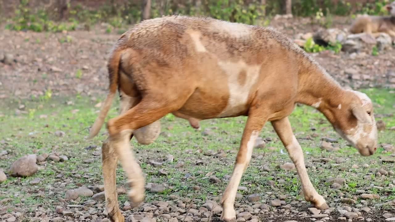A brown sheep with patches grazes and walks in a rocky, grassy area.