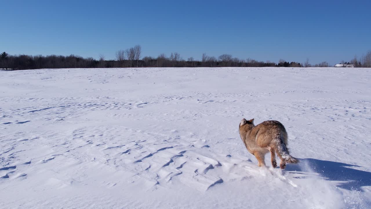 coyote running through deep powder snow and fields to survive the cold winter