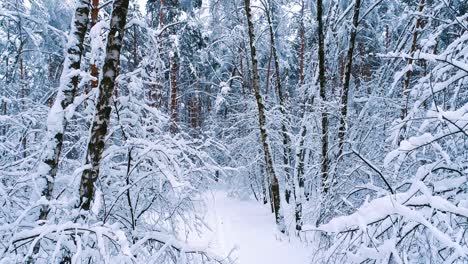 Snowy-branches-in-forest.-Winter-fairy-background