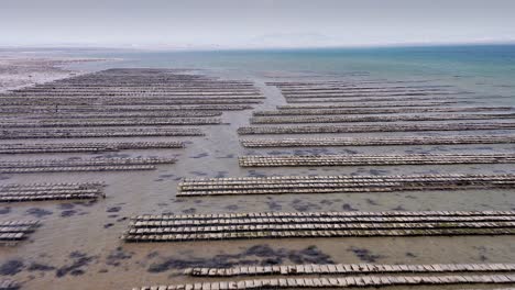 Oyster-farm-on-Strangford-Lough-County-Down-Ireland,-rows-of-oysters-in-the-sea,-drone-fly-over