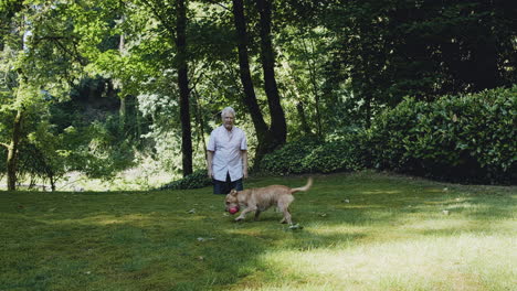 cute dog plays with older man chasing ball, trees, grass, sun shrubs