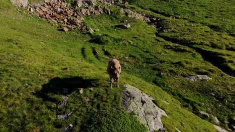 drone orbits a solitary brown cow standing on a rock in swiss alps at sunrise