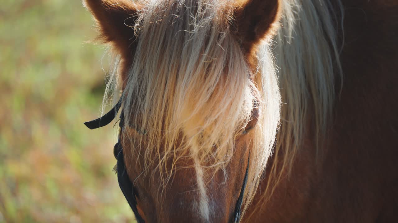 Sun rays dance on the white mane of a brown horse as it spins its' ears