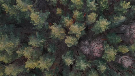 aerial: top view of forest with pine tree peaks on golden hour evening