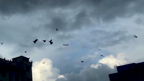 Flock-Of-Silhouetted-Pigeons-Roaming-Over-Cloudy-Dark-Sky