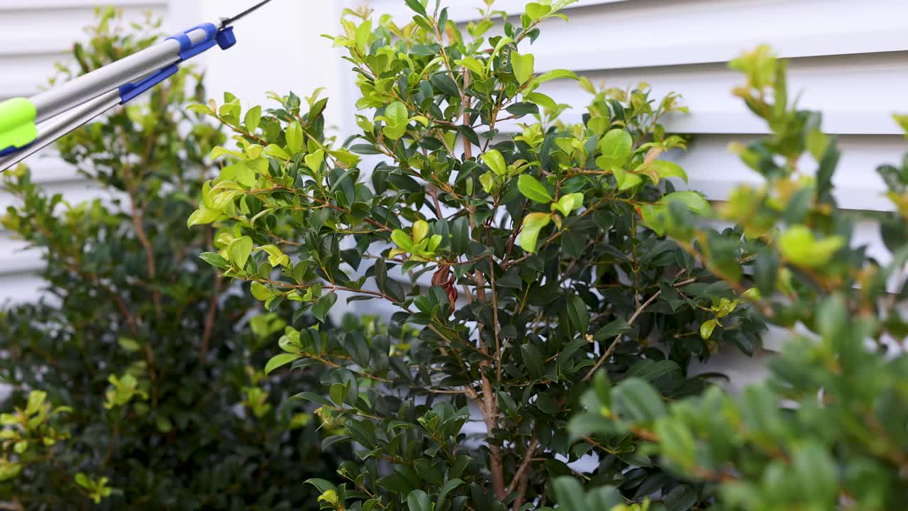 Gardener trims bushes with shears in a sunny Gold Coast garden. Close-up shots highlight precise pruning technique and vibrant foliage