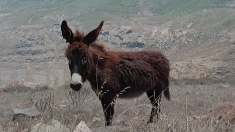 furry donkey looking at camera