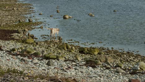 Perro-Caminando-En-La-Playa-Hacia-El-Agua,-Bebe-Agua