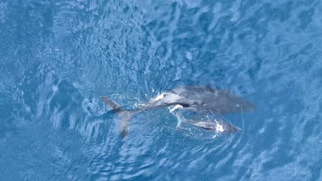 crystal clear birds eye view of humpback whales