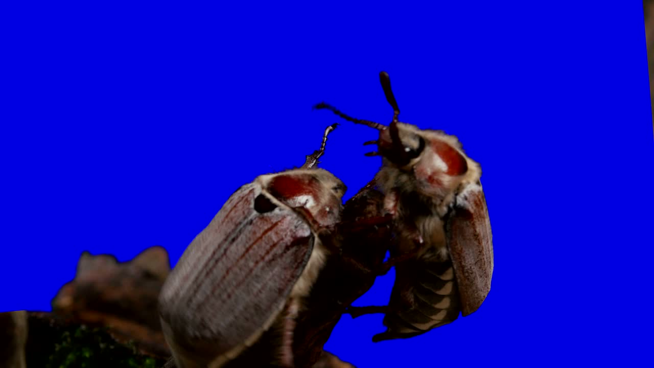 escarabajo en la pantalla azul 1