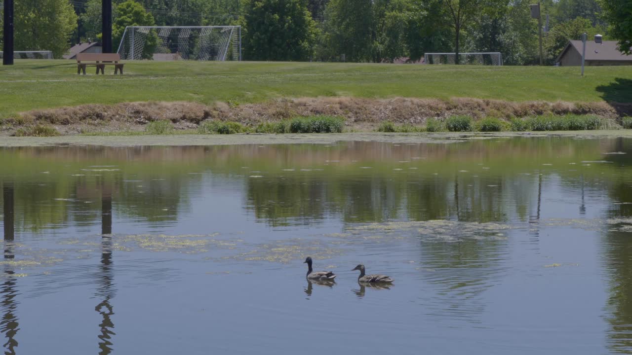 연못에서 수영하는 공원에서 두 마리의 오리