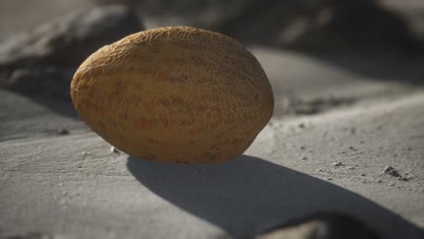 melón del desierto en la playa de arena