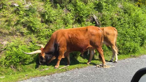 a large bull with a cow in the peneda geres natural park of portugal.