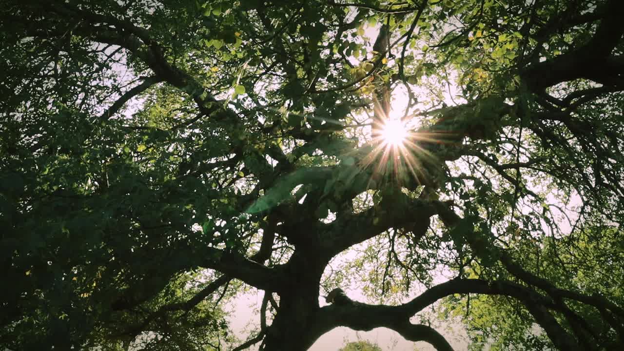 A tranquil moment in nature as golden sunlight pierces through the dense foliage of a sprawling tree, creating a stunning starburst effect. The thick branches and vibrant green leaves
