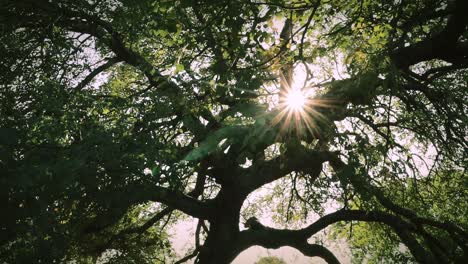 a tranquil moment in nature as golden sunlight pierces through the dense foliage of a sprawling tree, creating a stunning starburst effect. the thick branches and vibrant green leaves