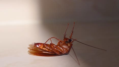 Cucaracha-Tumbada-Boca-Abajo-En-El-Suelo-De-La-Casa-Y-Tratando-De-Levantarse-Y-Pararse-De-Cerca,-Cucaracha-De-La-Casa-Tumbada-Boca-Abajo-En-La-Alfombra-Del-Suelo