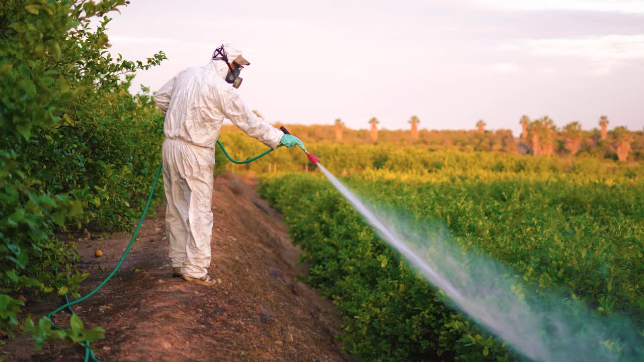 Spray ecological pesticide. Farmer fumigate in protective suit and mask lemon trees. Man spraying toxic pesticides, pesticide, insecticides