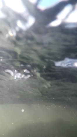 encuentro de salmón bajo el agua