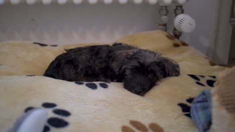 Close-up-of-cute-puppy-dog-lying-down-on-cosy-doggy-pillow-looking-into-camera-and-getting-up-in-slow-motion-with-puppy-dog-eyes