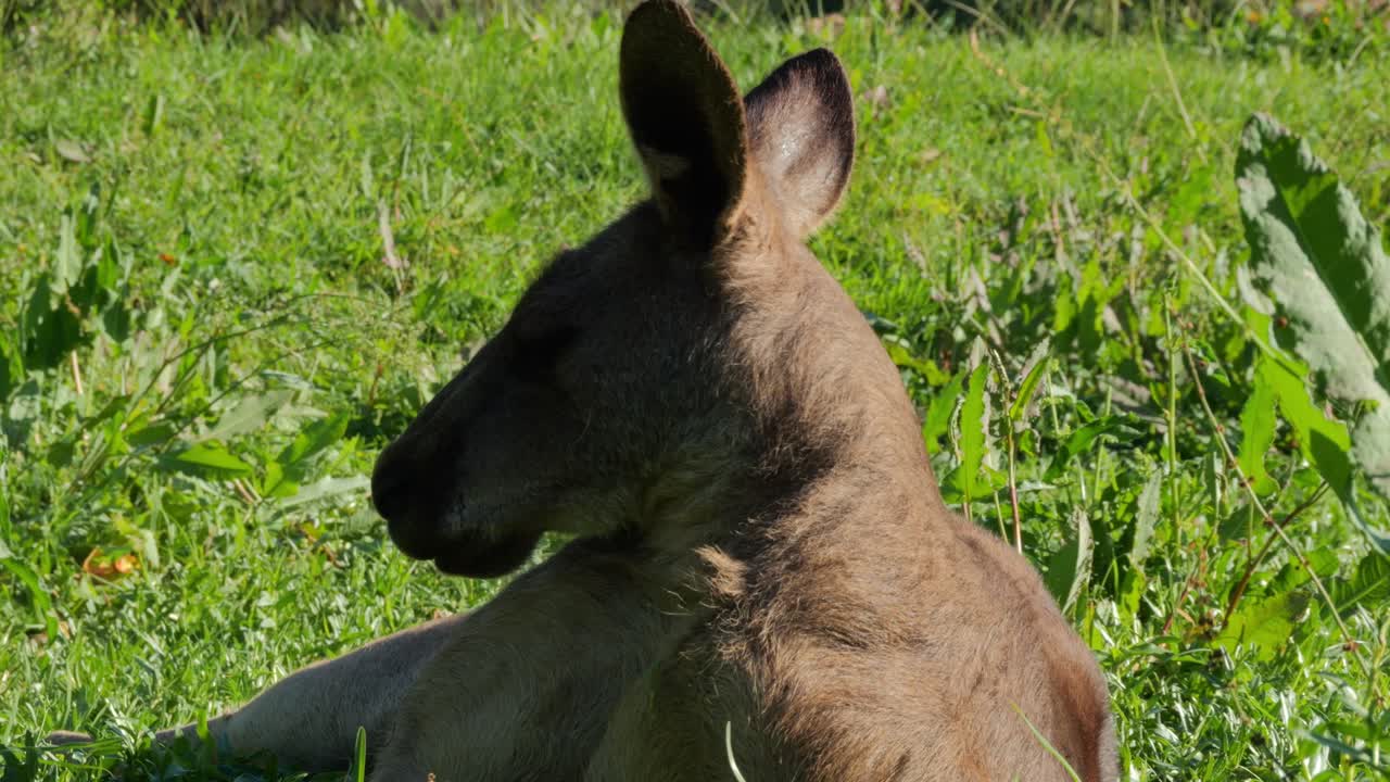 동부 회색 거루의 휴식, 즐랜드, 오스트레일리아