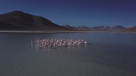 aerial following flock of flamingos, salar de canapa, part of bolivia's high-altitude plateau, provides an ethereal backdrop to this avian ballet