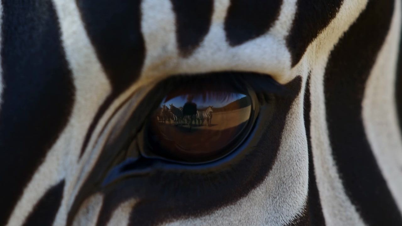 Makro-Seitenansicht eines Zebraauges mit glänzender Hornhaut, die eine kleine Herde auf offener, sonnenbeschienener Ebene unter warmem Himmel reflektiert, feine Streifendetails, sanfte Glanzlichter und subtile, sich verlagernde Reflexionen zeigend.