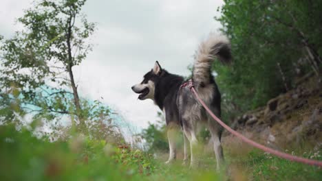 cane malamute dell'alaska all'aperto in natura - ampio