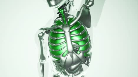 human lungs model with all organs and bones