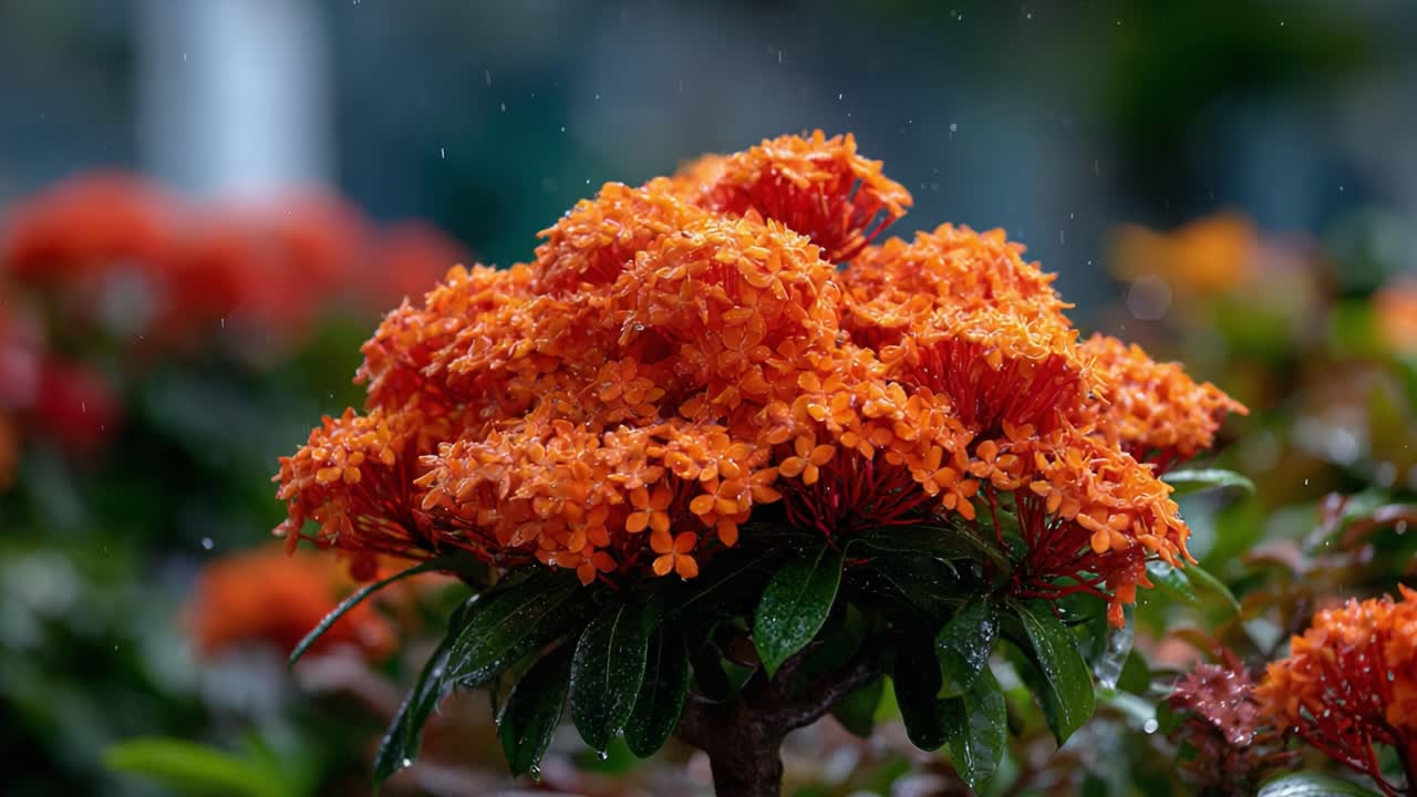 Vibrant Orange Blossoms in Rain: Captivating Close-Up of a Flowering Plant Displaying Lush Green Leaves and Droplets Reflecting Nature's Beauty