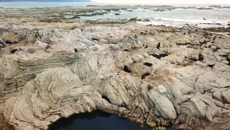 drone view of sea lions in kaikoura, new zealand