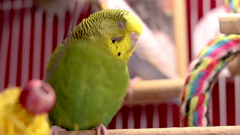 Up-close-and-personal-with-this-gorgeous-baby-green-parakeet