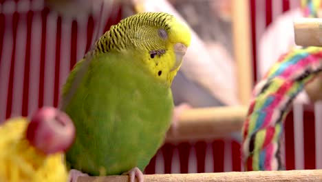 de cerca y en persona con este hermoso periquito verde bebé
