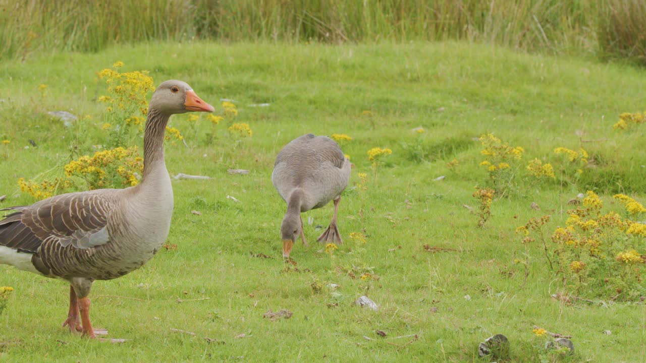 Two greylag geese graze and move through a lush, green wildflower field in natural daylight, with steady camera framing and soft, overcast lighting