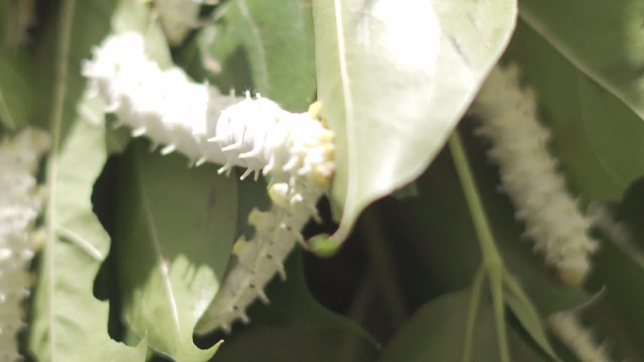 성숙한 실크  ⁇ 은 녹색 잎을 먹는 매크로를 닫습니다.